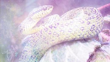 Viper