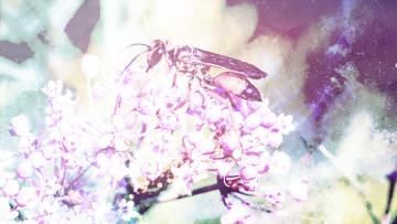 Wasp