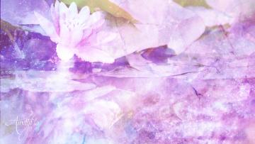 Water Lily