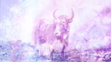 Yak