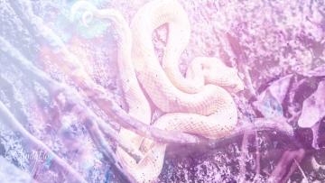 Yellow Snake Dream