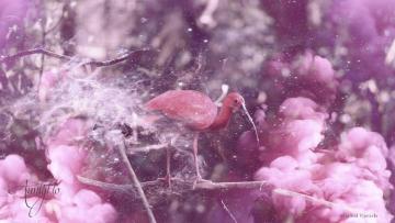 Ibis