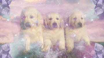 Dreams About Puppy