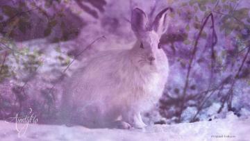 Rabbits in dreams