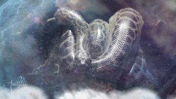 Big Snake Dream Meaning