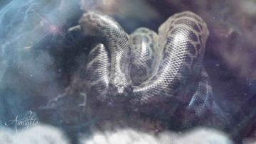 Snake Coming Out Of Body Dream Meaning