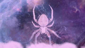 Spider Dreams