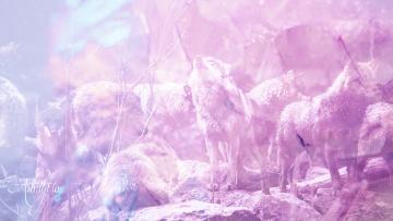 White Wolf Dream Meaning And Symbolism