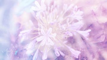 agapanthus