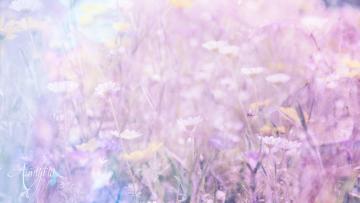 Anemone
