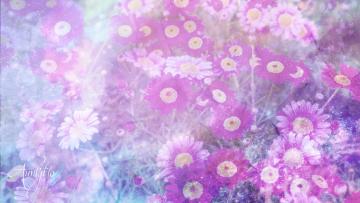 Aster