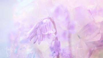 Bluebell