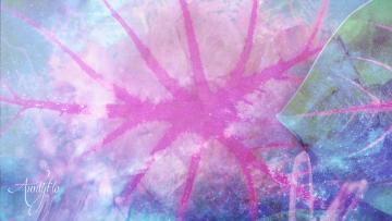 Caladium