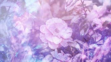 Camellia Meaning