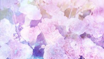 Carnation