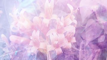Day Lily Meaning