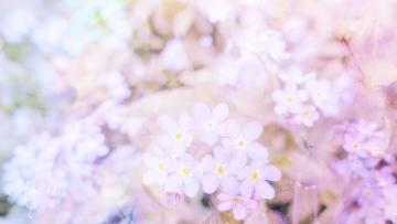 Forget-Me-Not Meaning