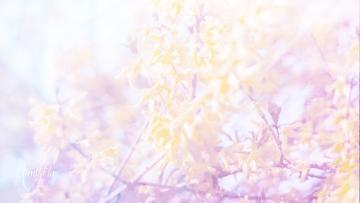 Forsythia Meaning