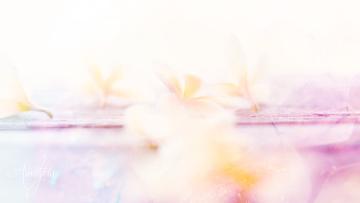 Gardenia Meaning