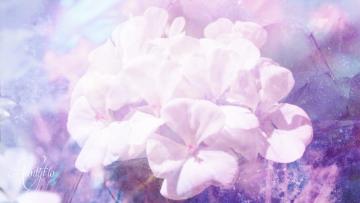 Geranium Meaning