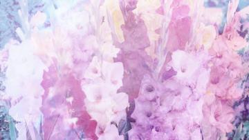 Gladioli Meaning