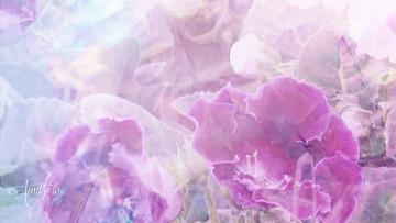Gloxinia