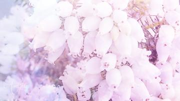 Heather (White) Meaning
