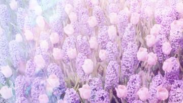 Blue Hyacinth Meaning
