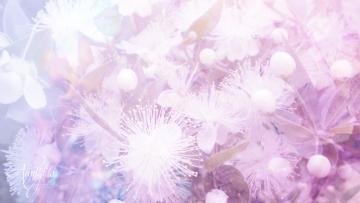 Myrtle Meaning