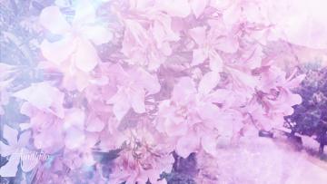Oleander