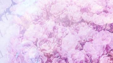 Peony flower