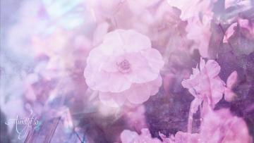 Pink Camellia