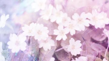 pimrose
