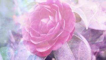 Red Camellia