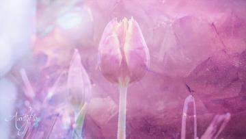 Red Tulip Meaning