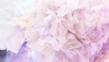 Solid Color Carnation Meaning