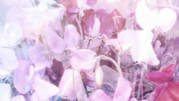 Sweetpea meaning