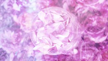 Wedding Roses
