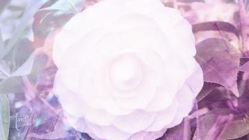 White Camellia