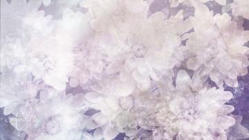 White Chrysanthemum