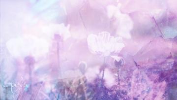White Poppy