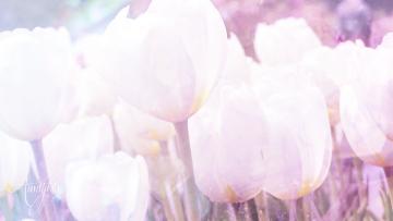 White Tulip