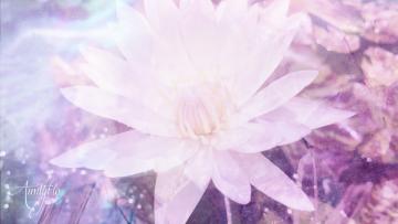 white lilly