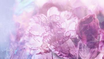 Striped Carnation