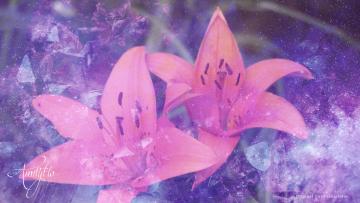 Tiger Lilly