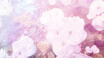 white rose
