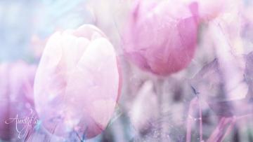 Yellow Tulip Meaning