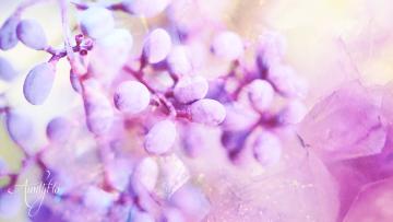 Blue Cohosh