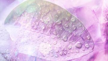 Boldo Leaf