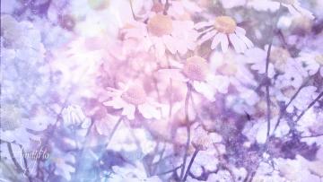 Chamomile flowers (Manzanilla)